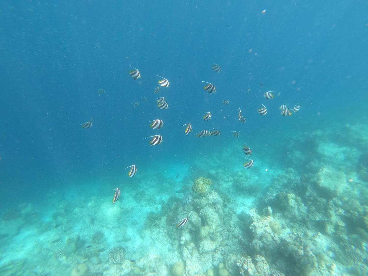 Sevinex Inn Feridhoo Bagian luar foto